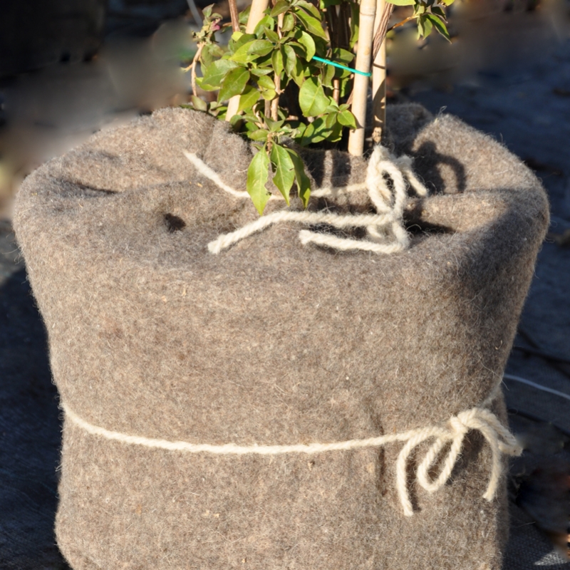 Comment bien protéger ses plantes du froid en hiver, Leaderplant - Soigner  les plantes